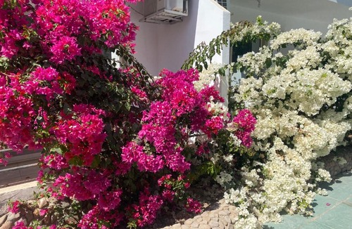Al Ahyaa Apartment | Captain beach Resort