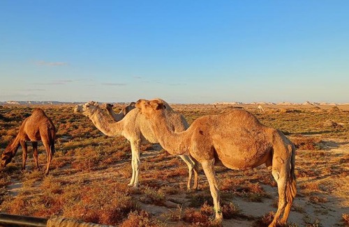 Dahar Other | Overnight camping at white desert , white desert safari trip