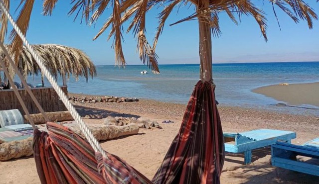 blue Bird in Nuweiba`