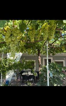 the grape house1 in Kalives Poligirou