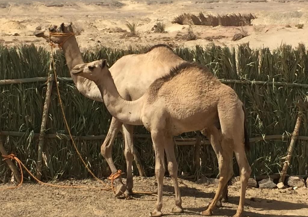 Photo of Outdoor in Al Kharijah