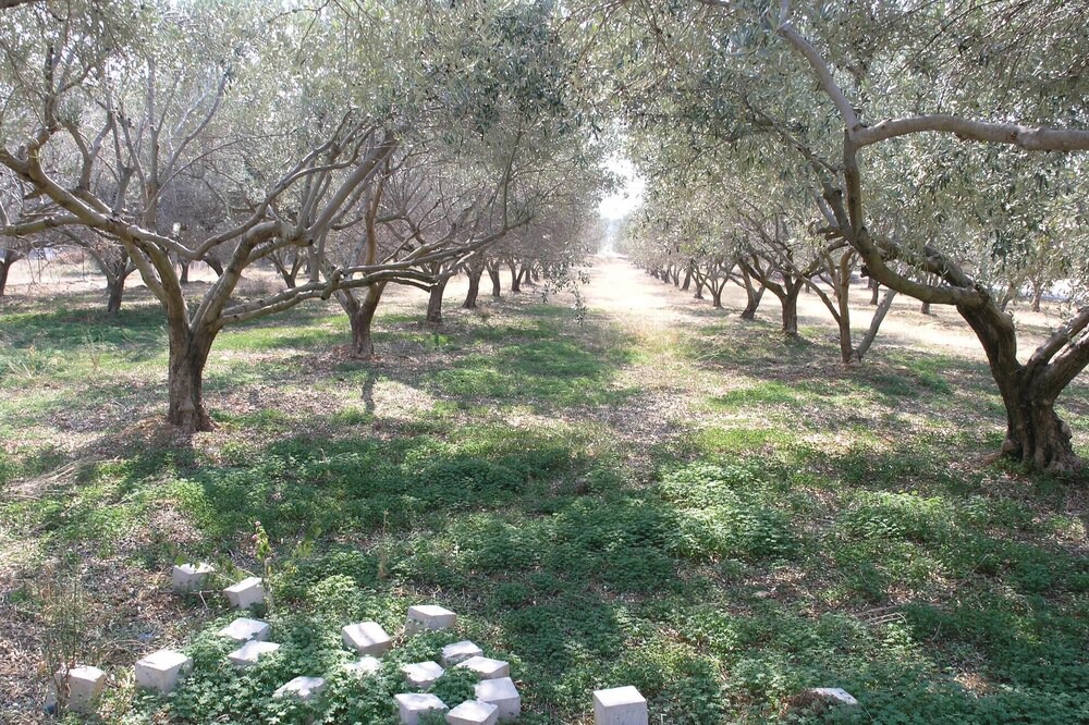Photo of Others in Eretria