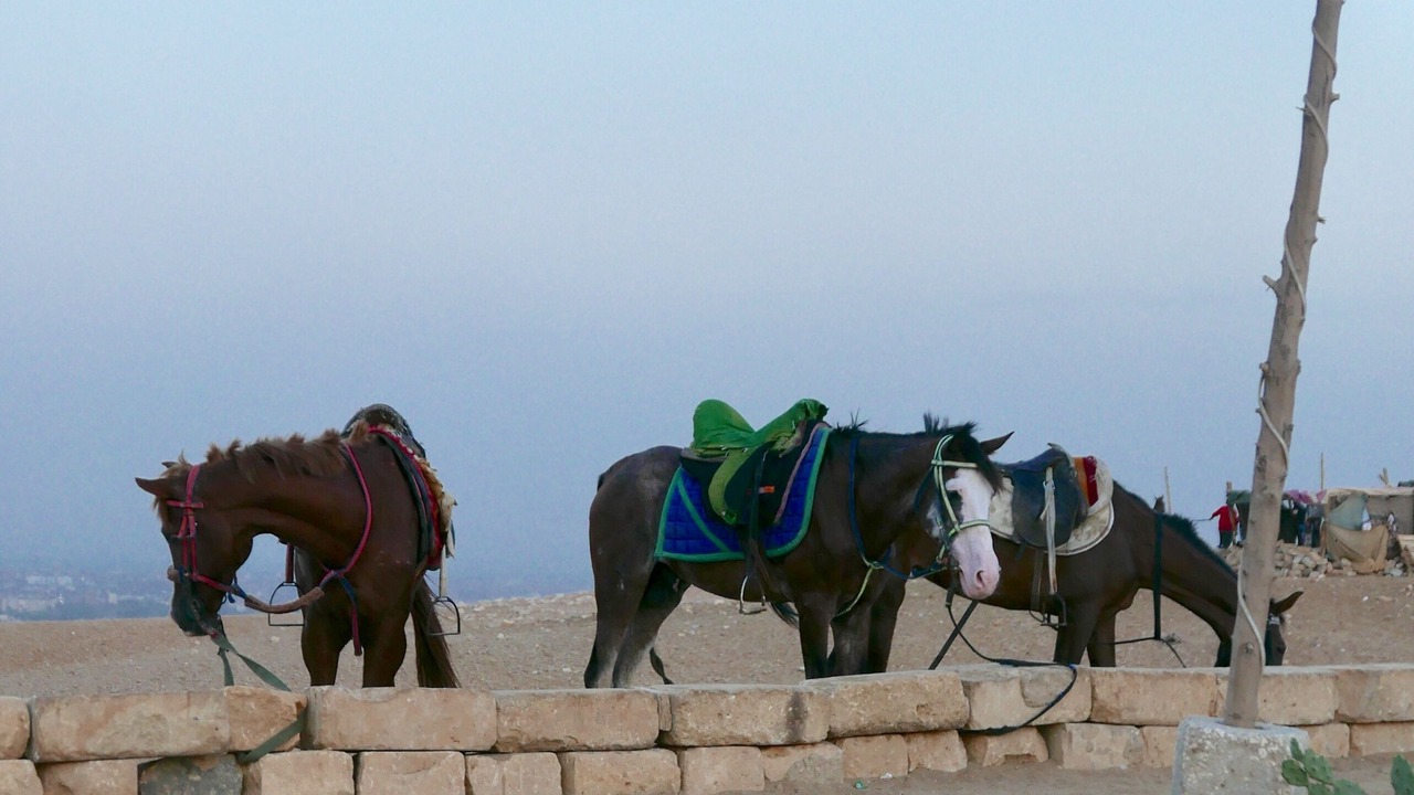 Photo of Others in Giza