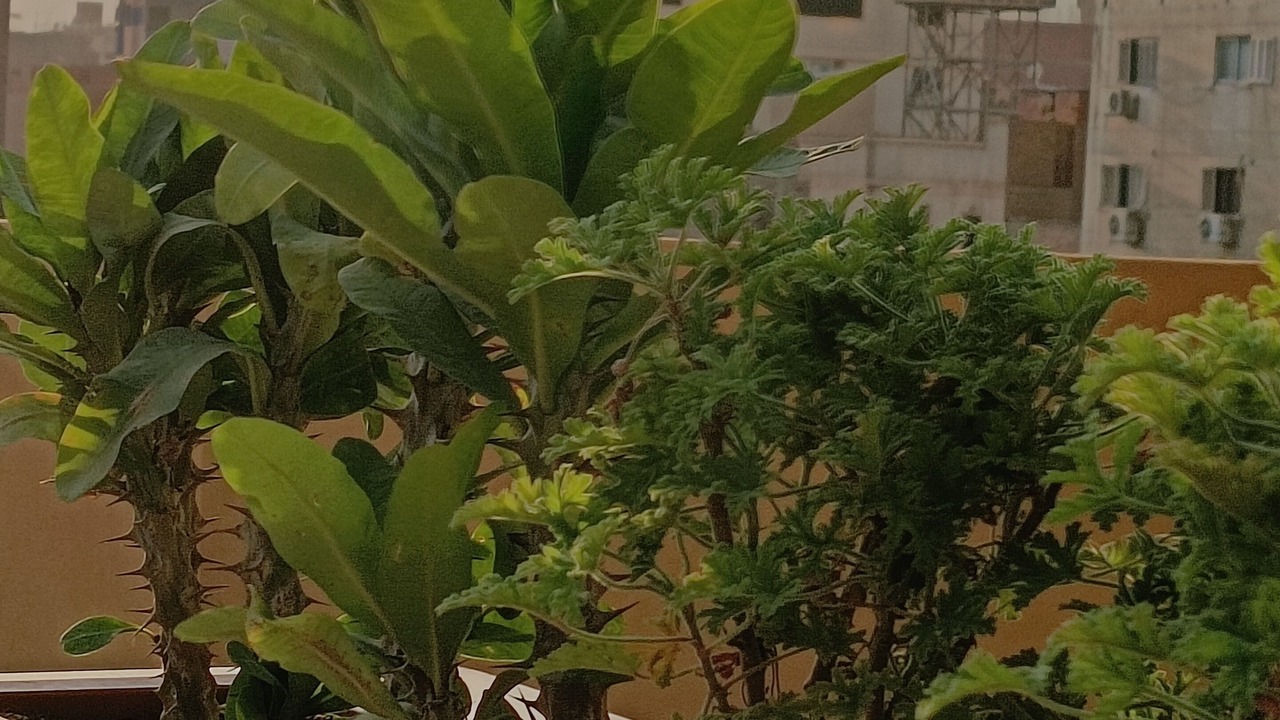 Photo of Others in Giza