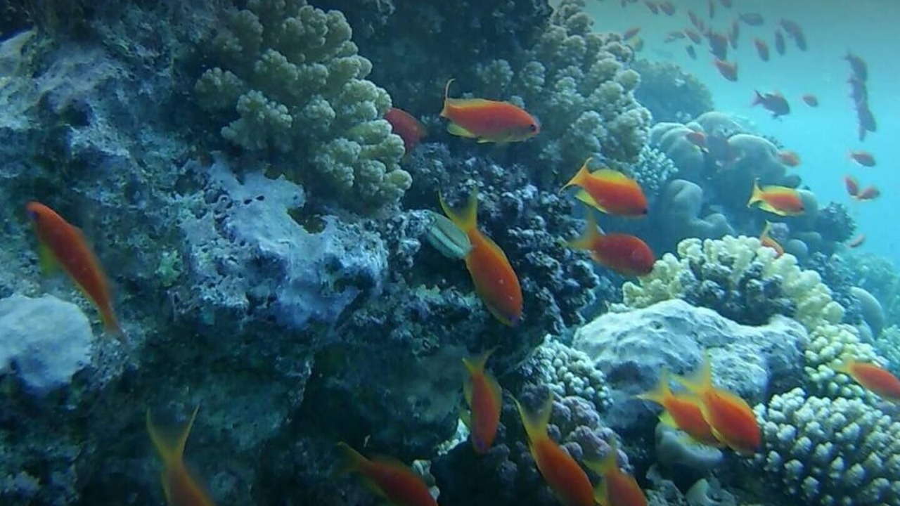 Photo of Others in Sahl Hasheeh