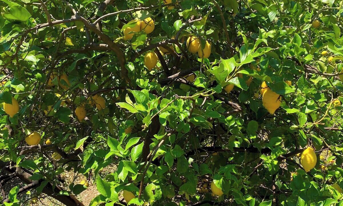 Photo of Outdoor in Karystos