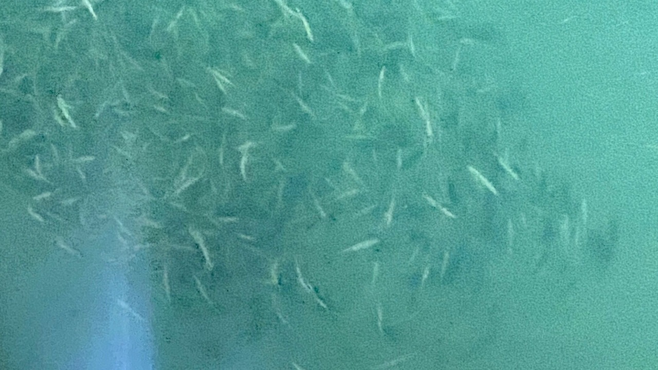 Photo of Outdoor in Faisal