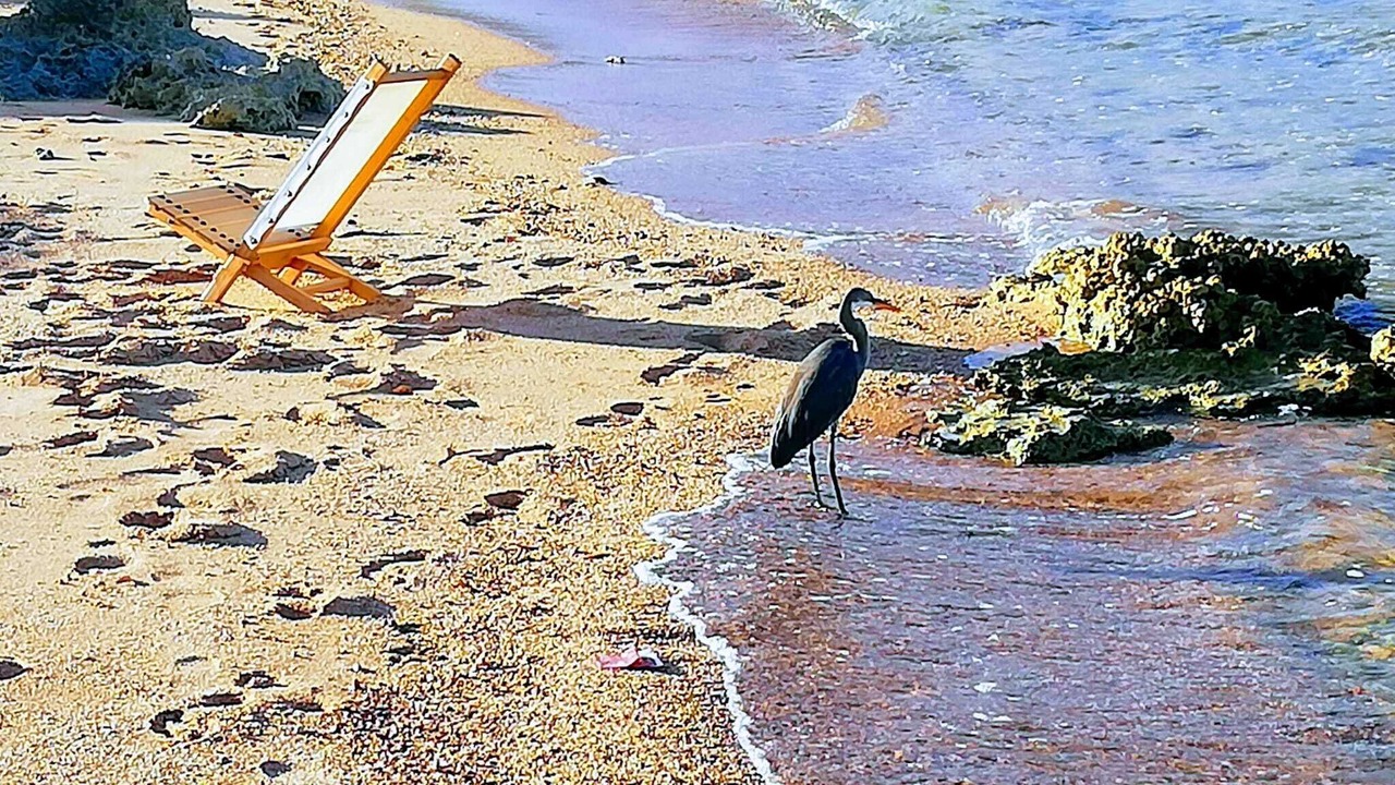 Photo of Others in Sharm El Sheikh