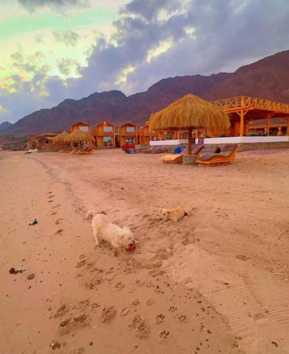 Photo of Others in Nuweiba
