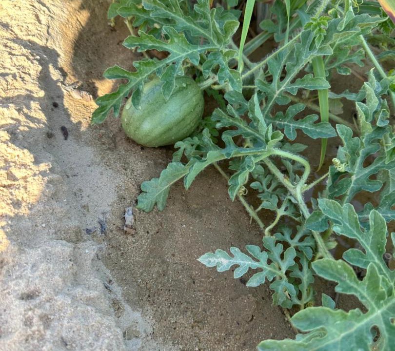 Photo of Outdoor in Siwa