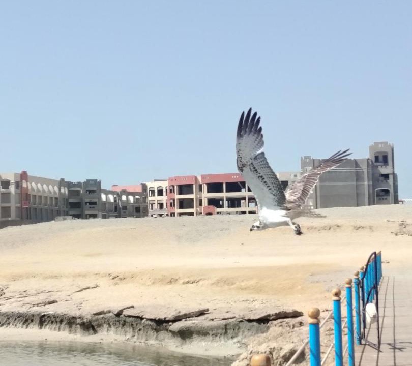Photo of Others in Red Sea Coast