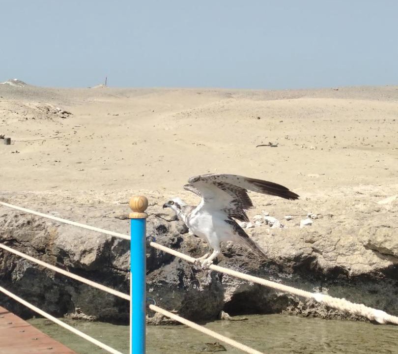 Photo of Others in Red Sea Coast