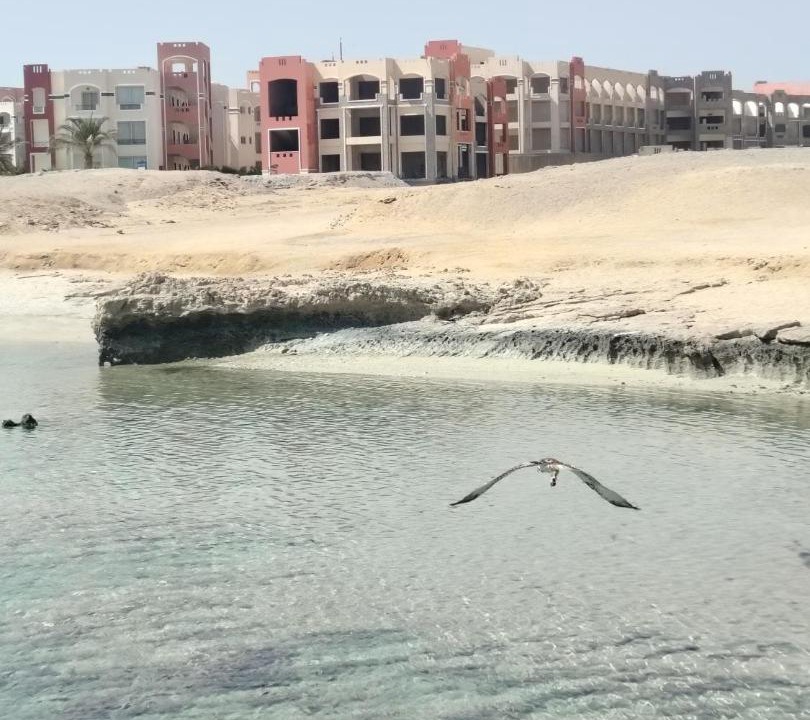 Photo of Others in Red Sea Coast