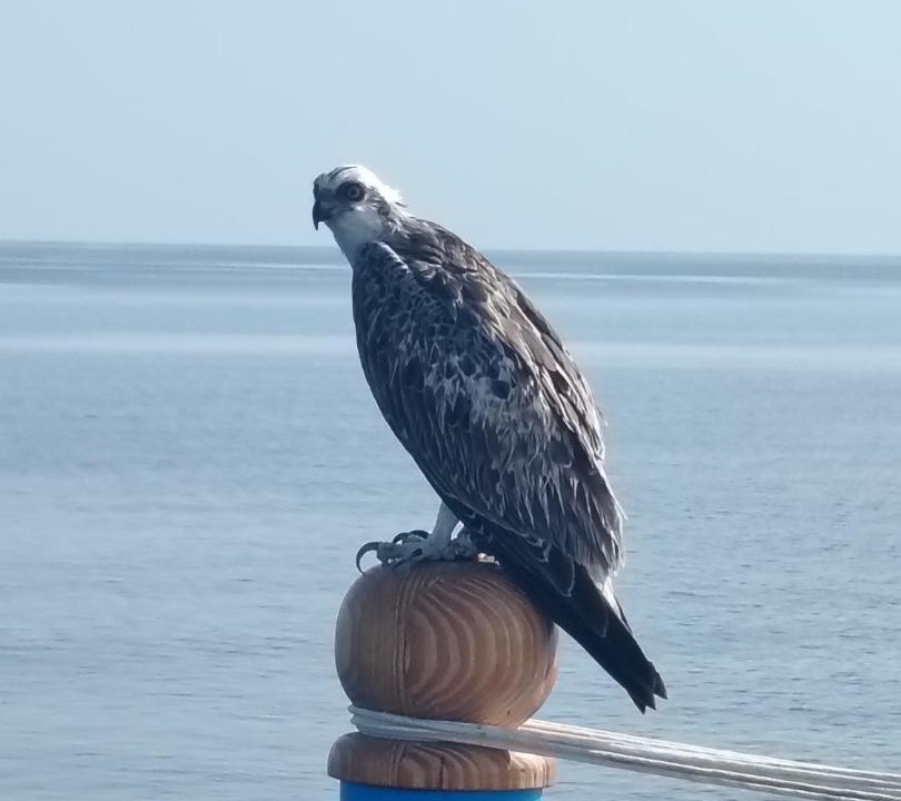 Photo of Others in Red Sea Coast