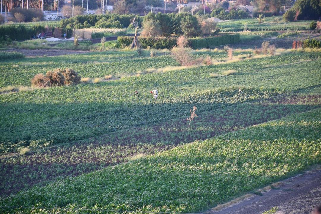 Photo of Others in Luxor
