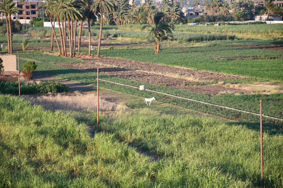 Photo of Others in Luxor