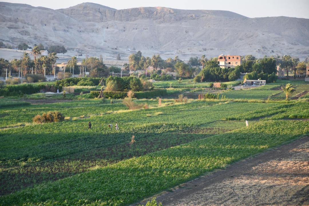 Photo of Others in Luxor