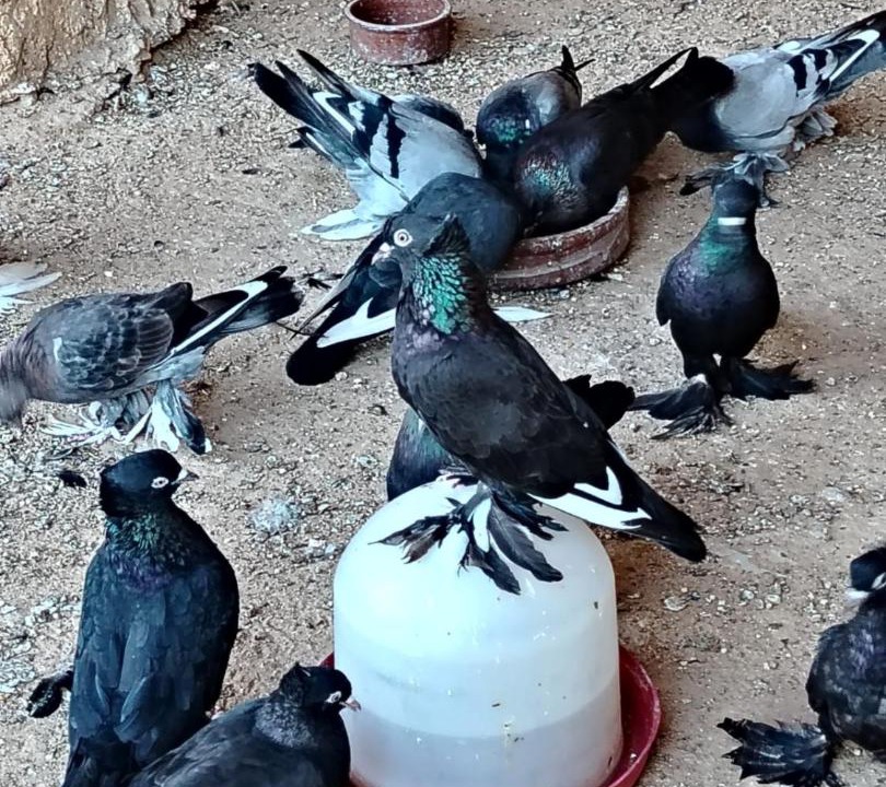 Photo of Others in Siwa