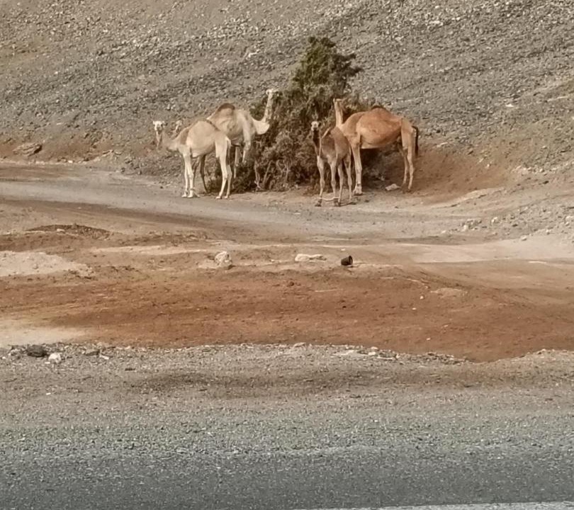 Photo of Others in Marsa Alam