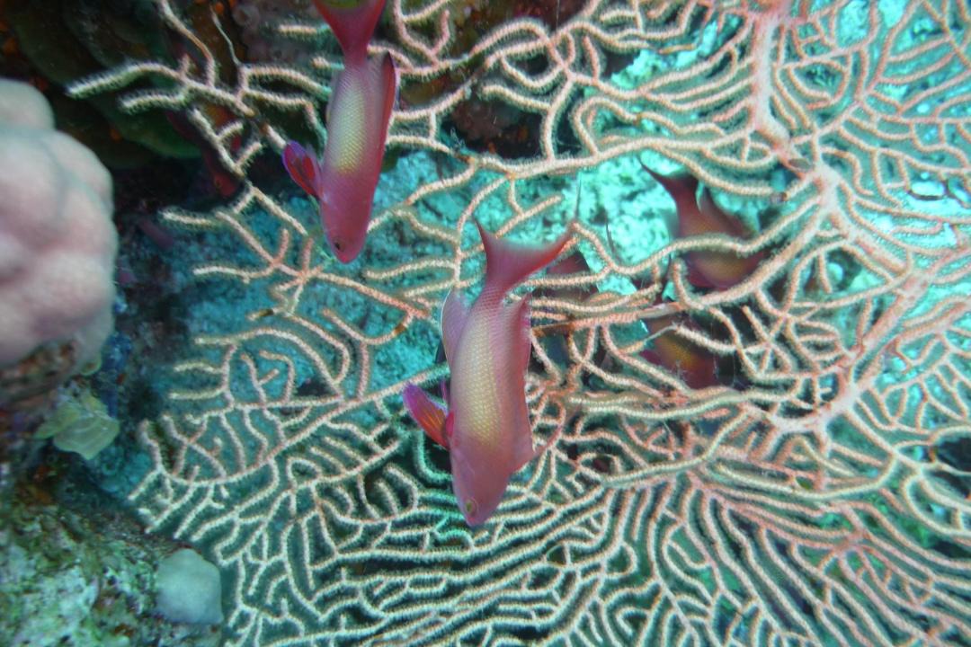 Photo of Others in Dahab