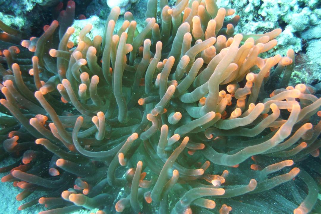 Photo of Others in Dahab