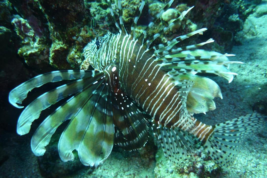 Photo of Others in Dahab