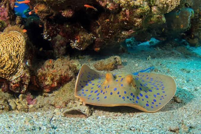 Photo of Others in Dahab