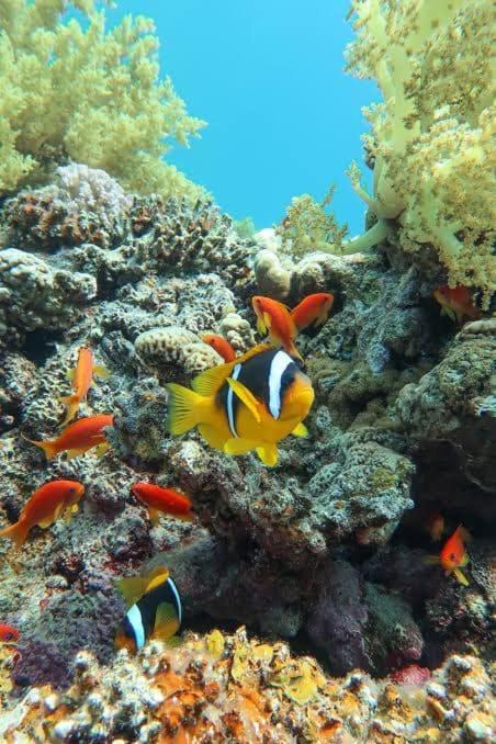 Photo of Others in Dahab