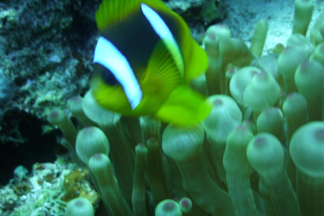 Photo of Others in Dahab