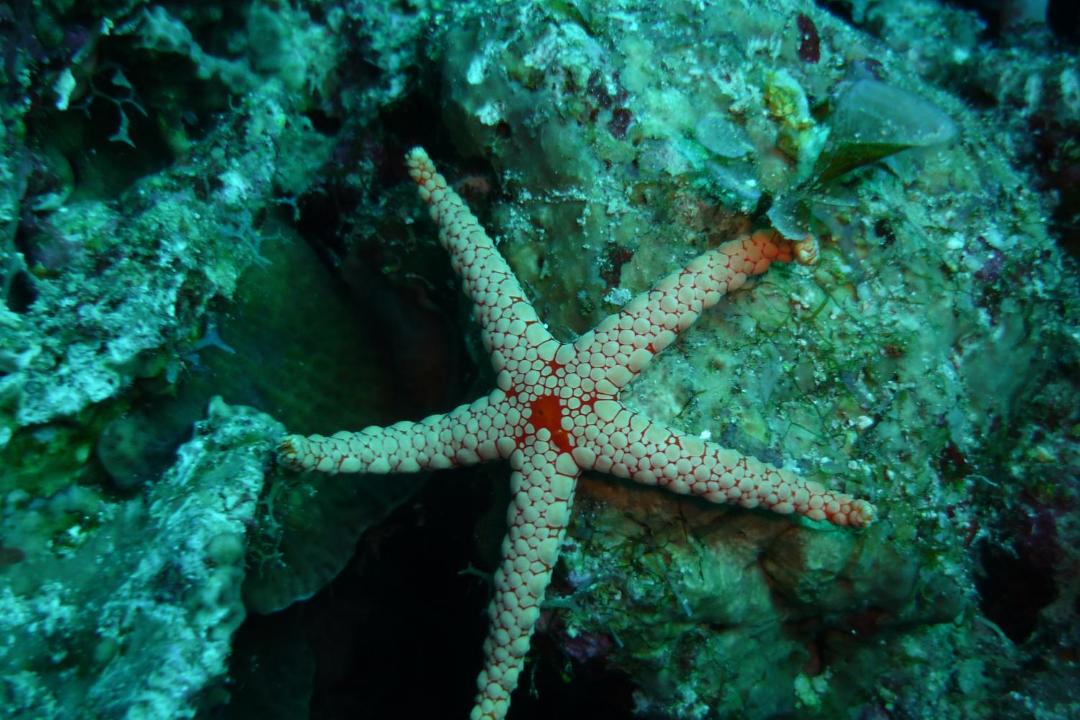 Photo of Others in Dahab