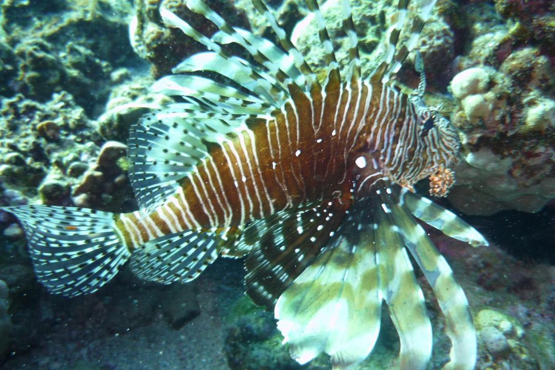Photo of Others in Dahab
