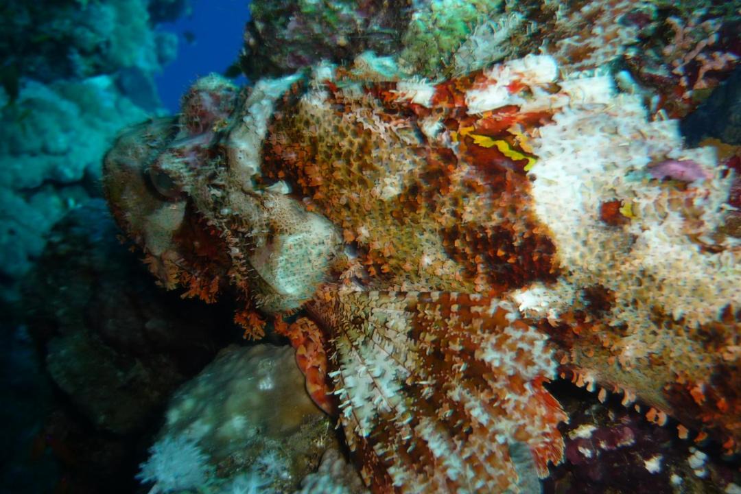 Photo of Others in Dahab