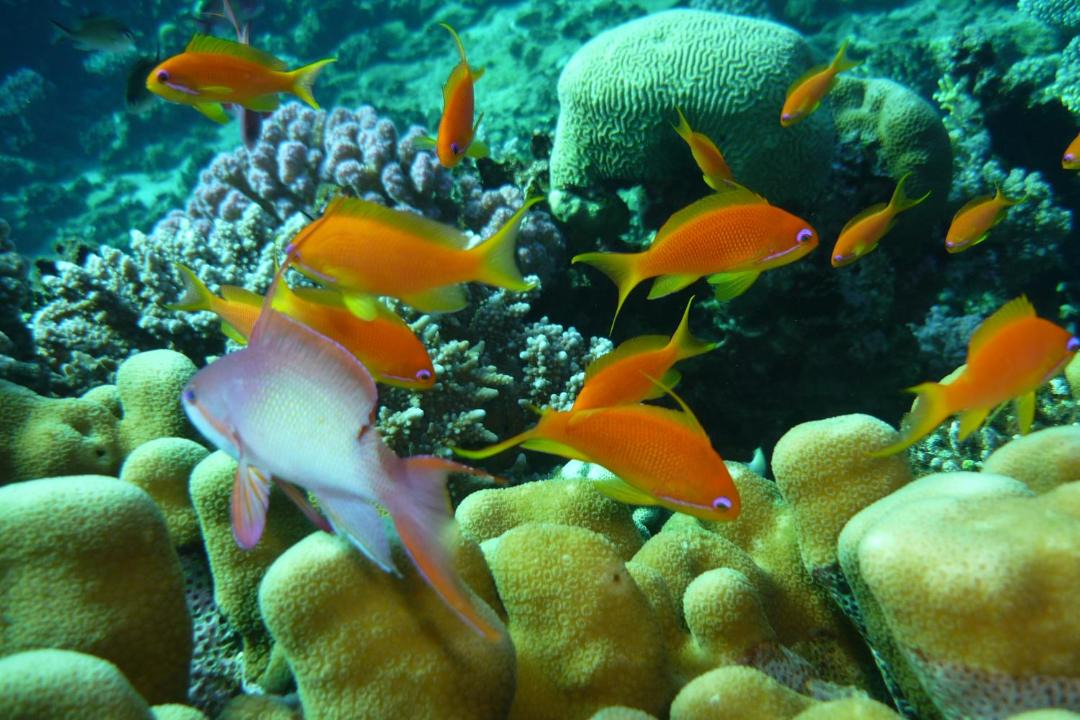 Photo of Others in Dahab
