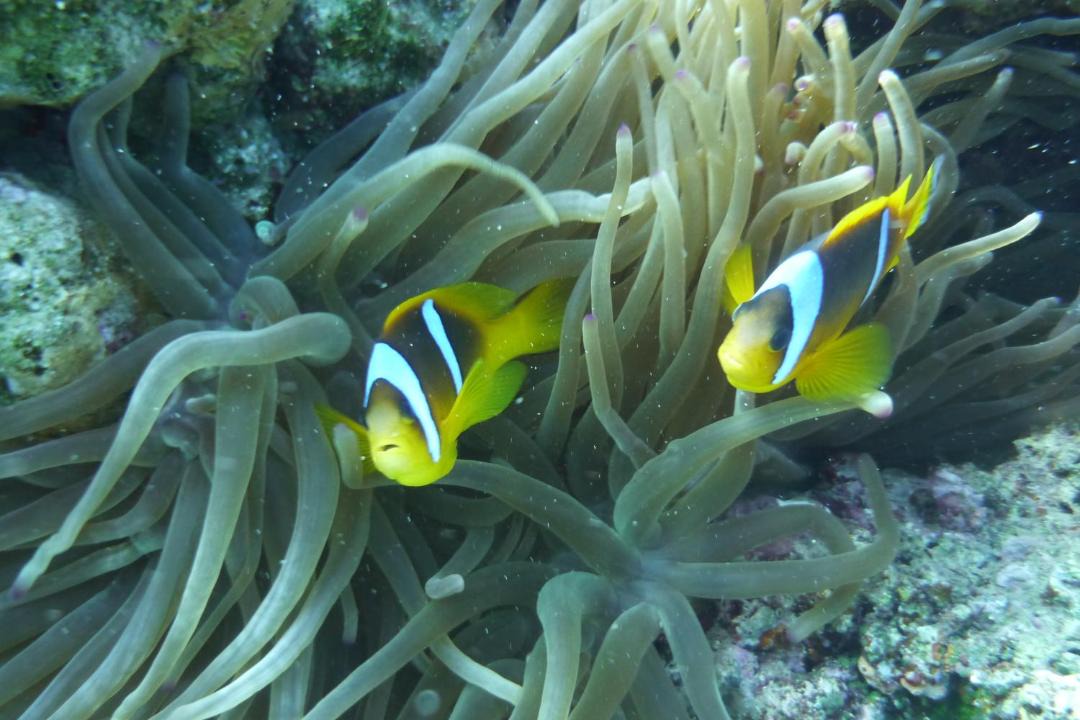Photo of Others in Dahab