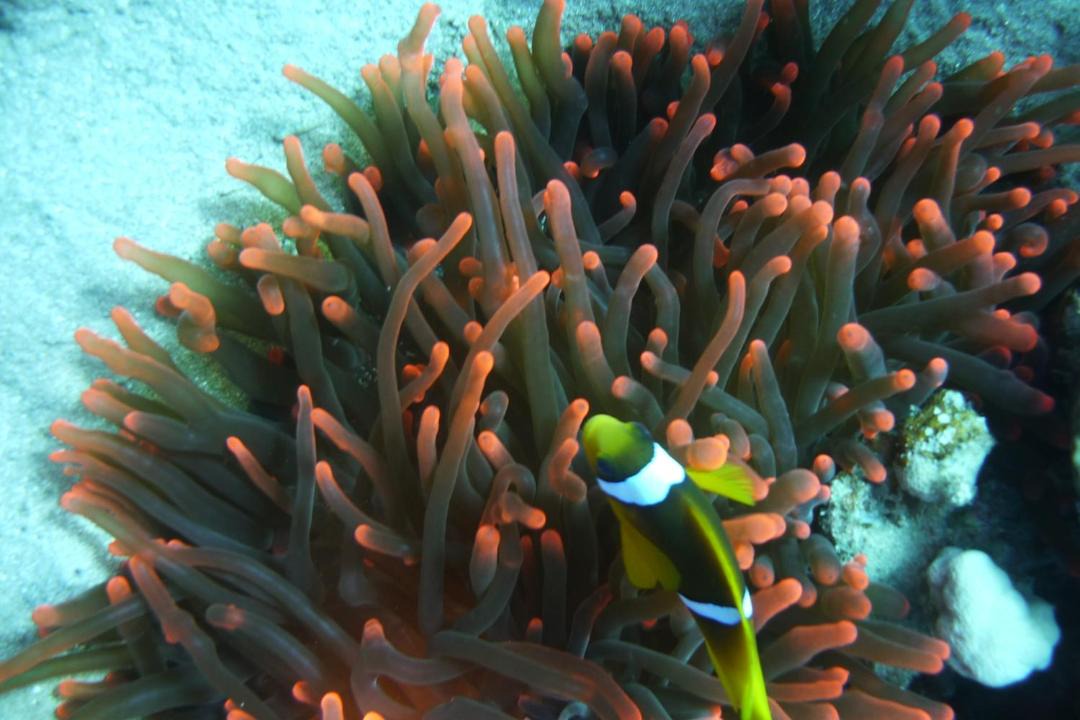 Photo of Others in Dahab