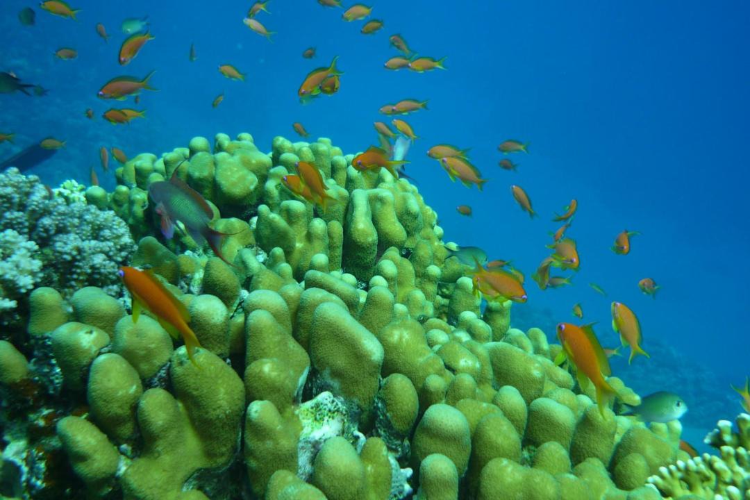 Photo of Others in Dahab