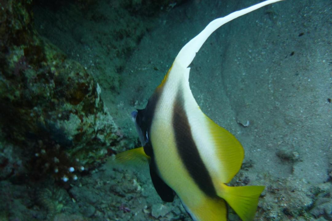 Photo of Others in Dahab