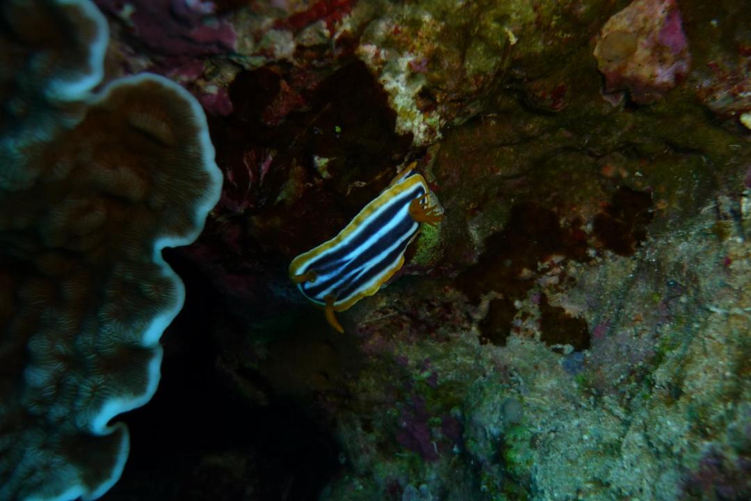 Photo of Others in Dahab