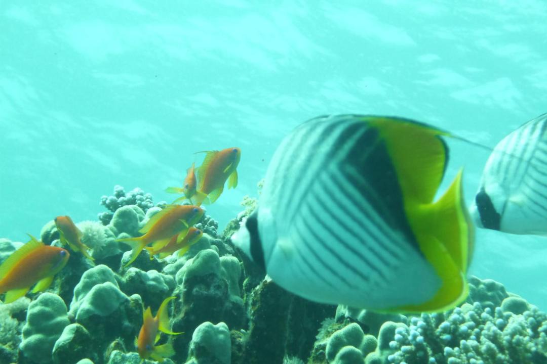Photo of Others in Dahab