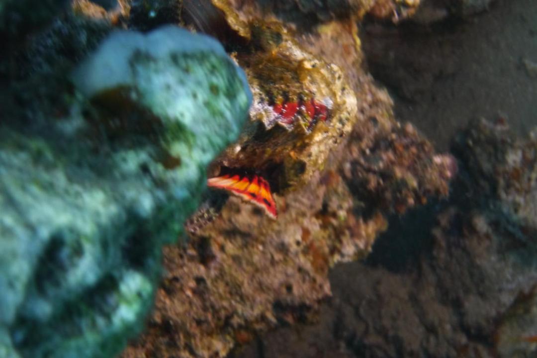 Photo of Others in Dahab