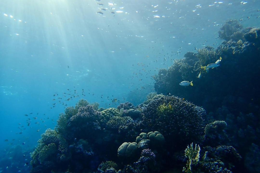Photo of Others in Marsa Alam