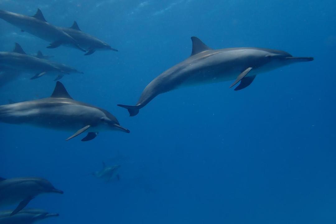Photo of Others in Marsa Alam
