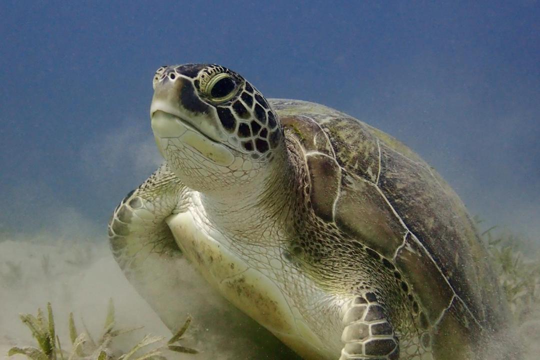Photo of Others in Marsa Alam