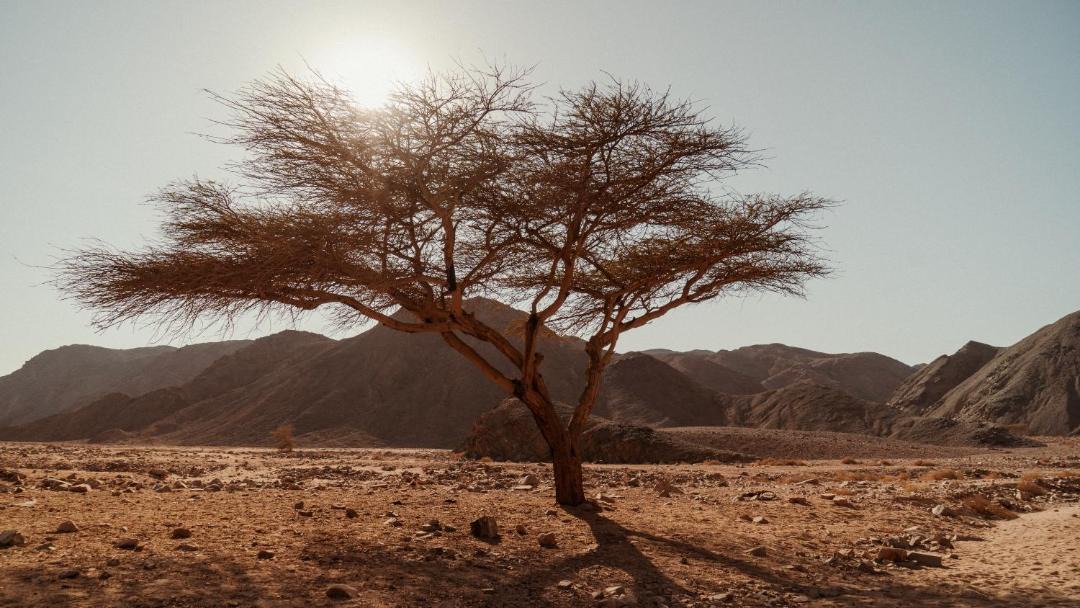 Photo of Others in Marsa Alam
