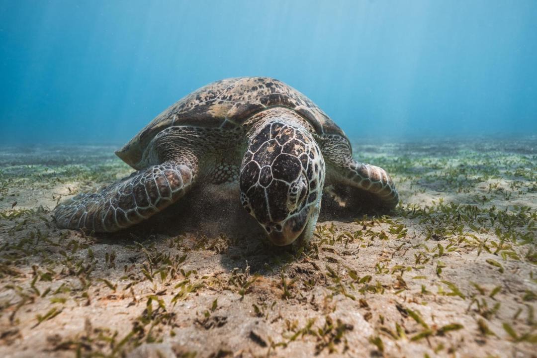 Photo of Others in Marsa Alam