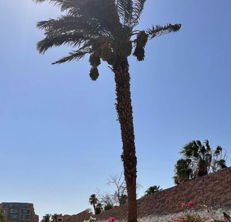 Photo of Others in Al Mamsha El Seyahi