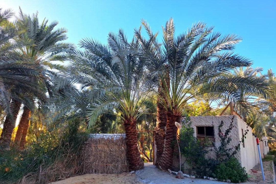 Photo of Others in Siwa
