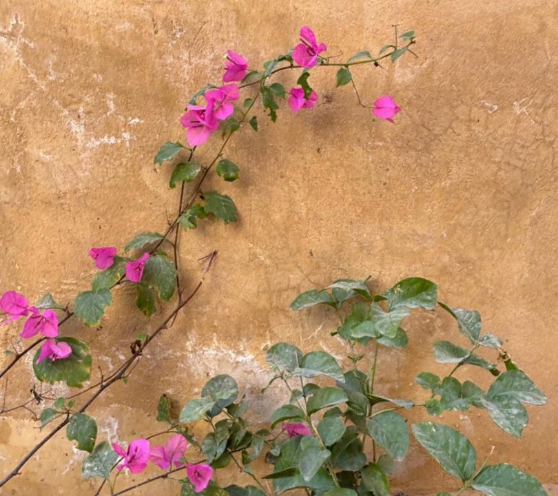 Photo of Others in Siwa