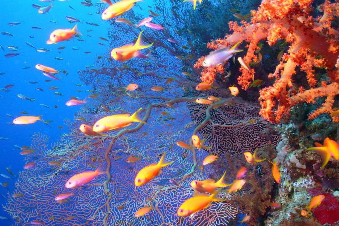 Photo of Others in El Gouna