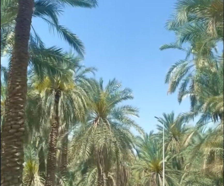 Photo of Others in Siwa